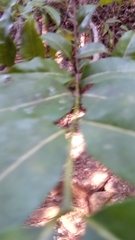 Polysphaeria capuronii