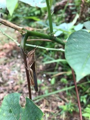 Stenocatantops splendens