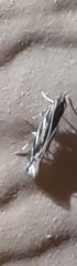 Nemapogon rileyi