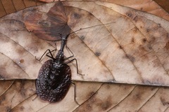 Mormolyce phyllodes