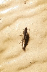 Nemapogon rileyi