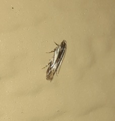 Nemapogon rileyi