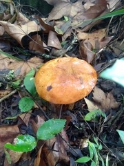 Suillus