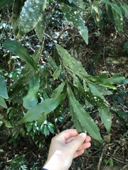 Macadamia tetraphylla