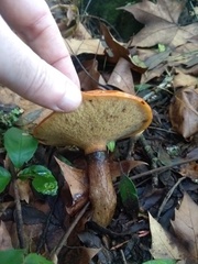 Suillus