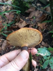 Suillus