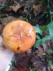 Suillus