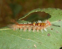 Orgyia australis