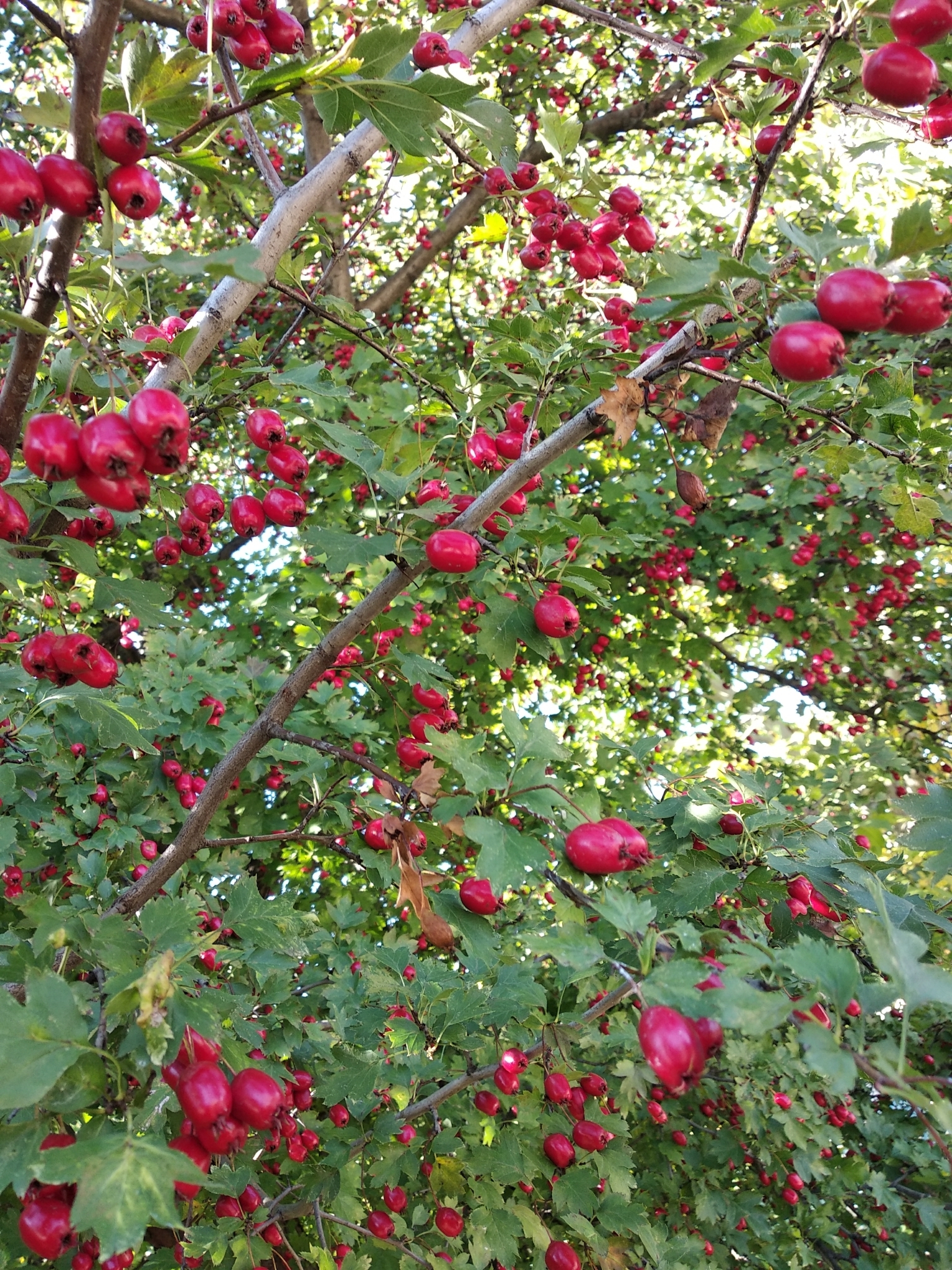 Crataegus rhipidophylla var. lindmanii