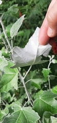 Populus alba