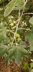 Populus alba
