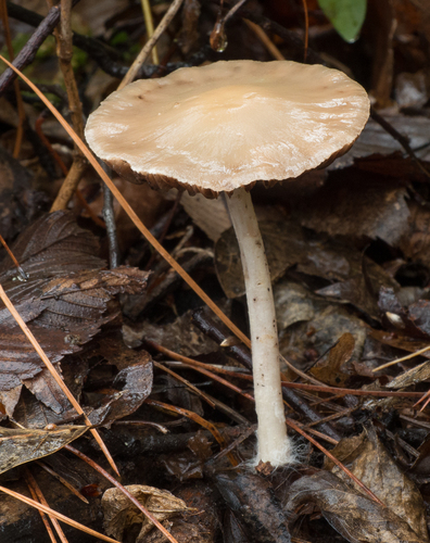Representative image of Psathyrella spadiceogrisea