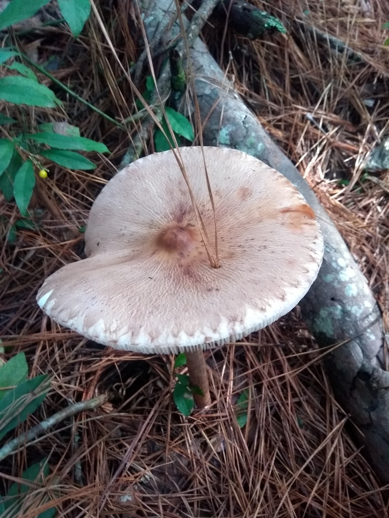 Macrolepiota capelariae · May 2019 · photo: © piterkeo (iNaturalist, cc-by-sa)