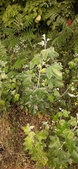 Populus alba