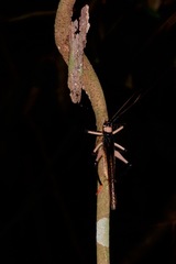 Capnogryllacris borneoensis