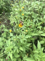 Apis cerana japonica