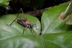 Mecopodinae
