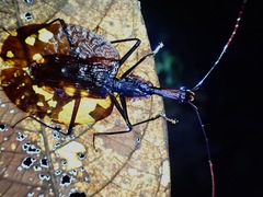 Mormolyce phyllodes
