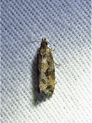 Endothenia nubilana