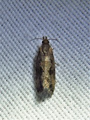 Endothenia nubilana