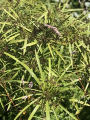 Cyperus congestus