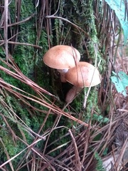 Suillus