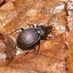 Sphaeroderus stenostomus