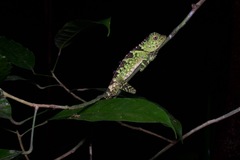 Gonocephalus liogaster