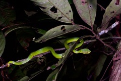 Tropidolaemus subannulatus