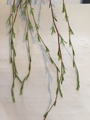 Kunzea linearis