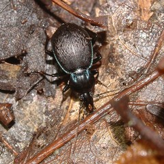 Sphaeroderus stenostomus