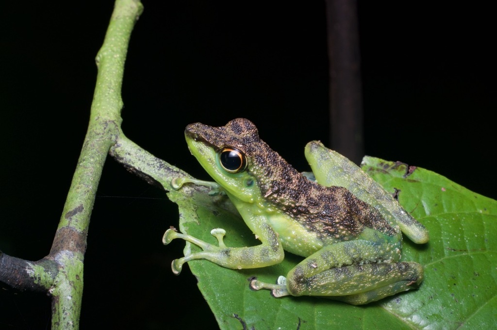 Black-Spotted Rock Frog