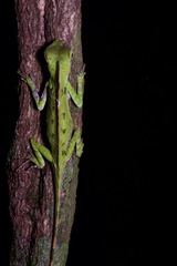 Gonocephalus doriae