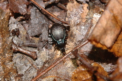 Sphaeroderus stenostomus