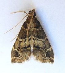 Usingeriessa brunnildalis