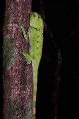 Gonocephalus doriae
