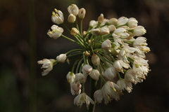 Allium denudatum
