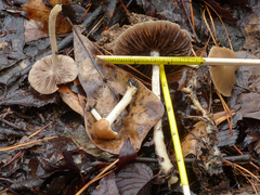 Psathyrella spadiceogrisea