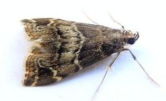 Usingeriessa brunnildalis