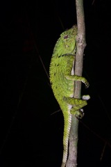 Gonocephalus doriae