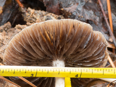 Psathyrella spadiceogrisea