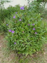 Ruellia simplex
