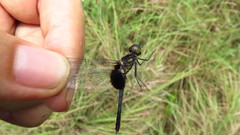 Erythrodiplax unimaculata