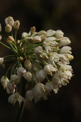 Allium denudatum
