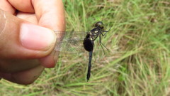 Erythrodiplax unimaculata