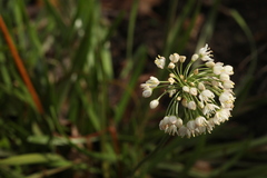 Allium denudatum