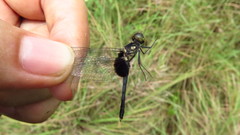 Erythrodiplax unimaculata