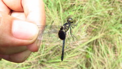 Erythrodiplax unimaculata