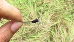 Erythrodiplax unimaculata