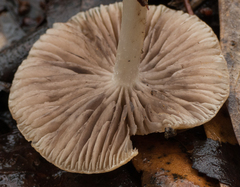 Psathyrella spadiceogrisea